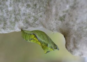 A green chrysalis hangs down from the branch of a tree.